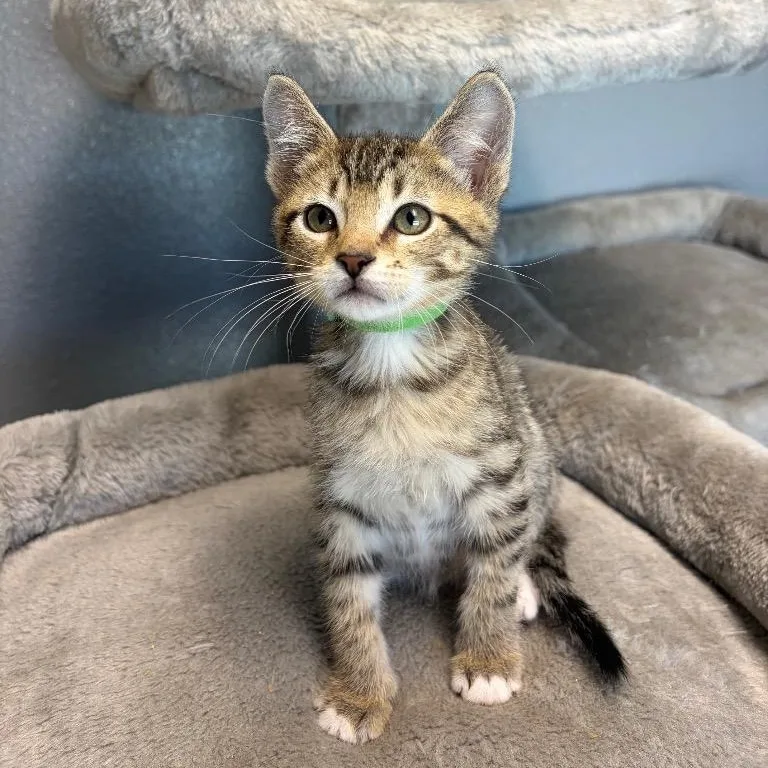 A young medium-sized male Domestic Short Hair cat named Orion for adoption in Nevada, MO