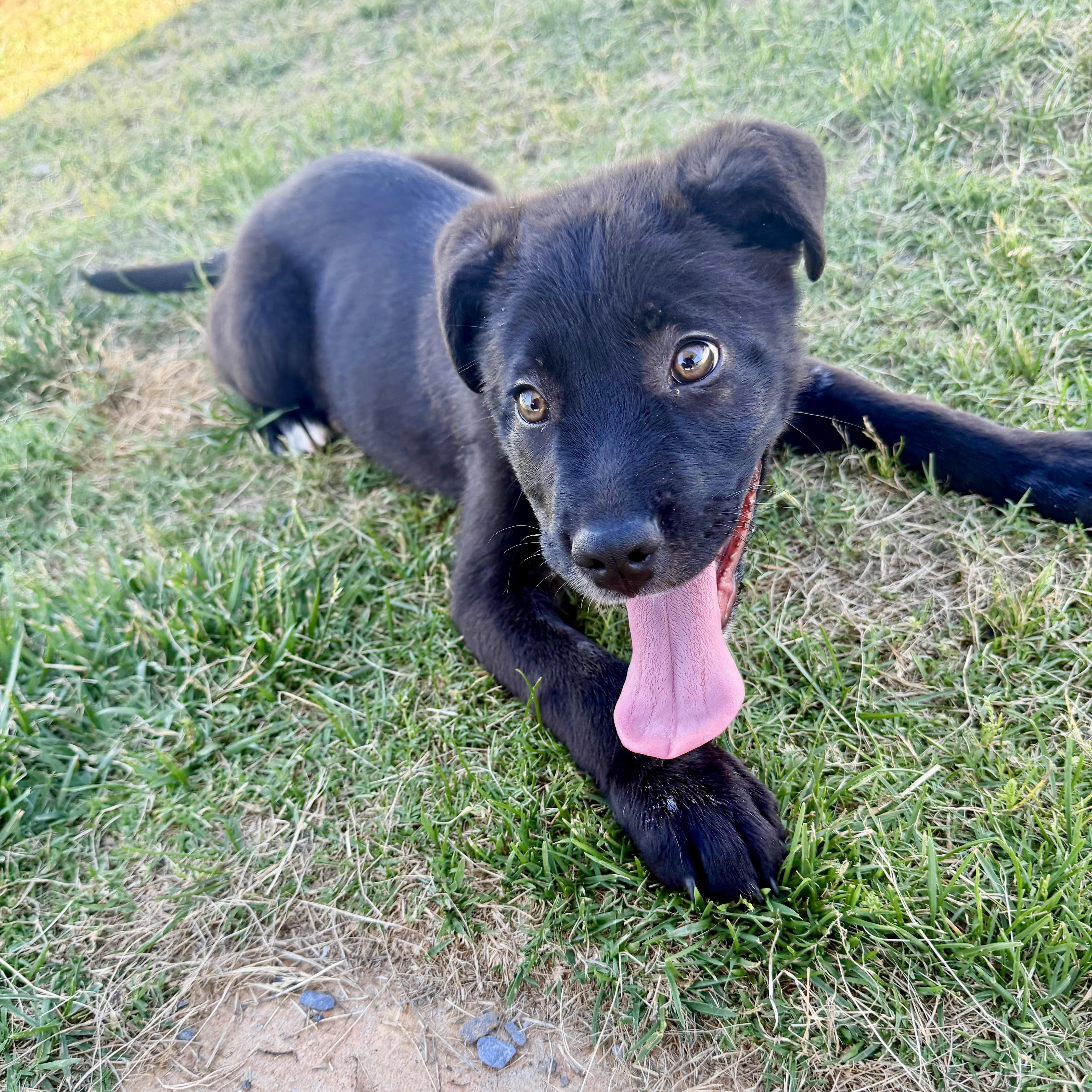 A young medium-sized male Black Hound dog named Bat for adoption in Paramus, NJ