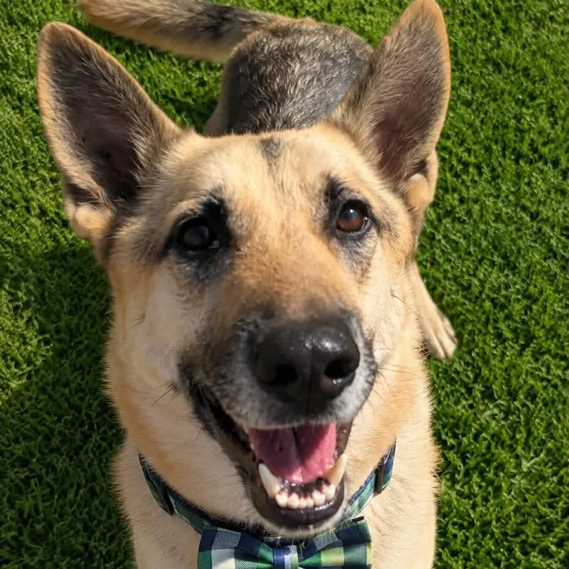 An adult medium-sized male German Shepherd Dog dog named Maverick Gs for adoption in Allen, TX