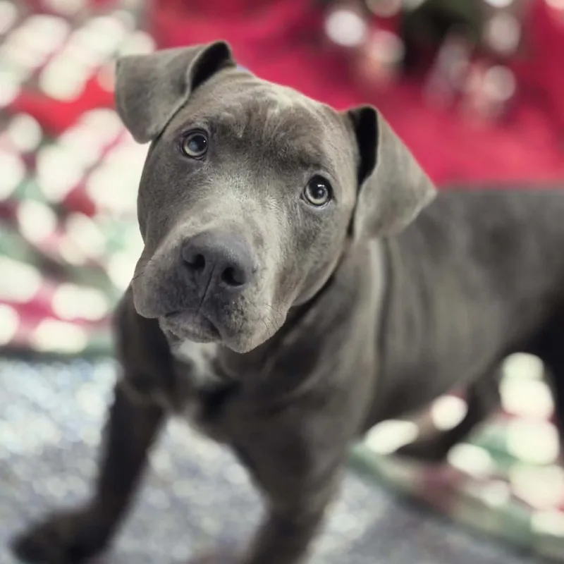A young medium-sized male Gray / Blue / Silver Pit Bull Terrier dog named Tamale for adoption in Dover, AR