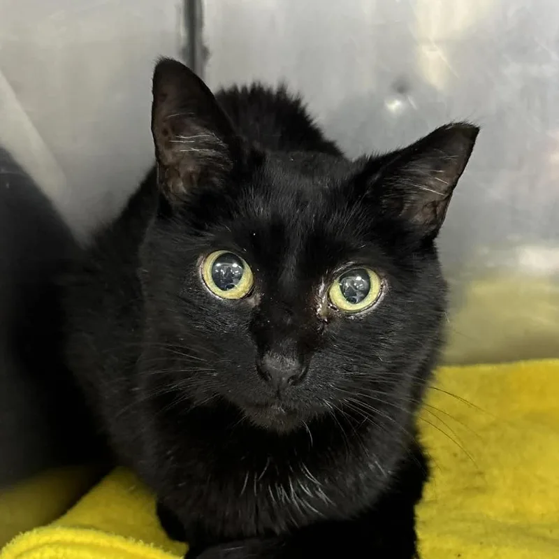 An adult medium-sized female Black Domestic Short Hair cat named Penumbra for adoption in Verona, VA
