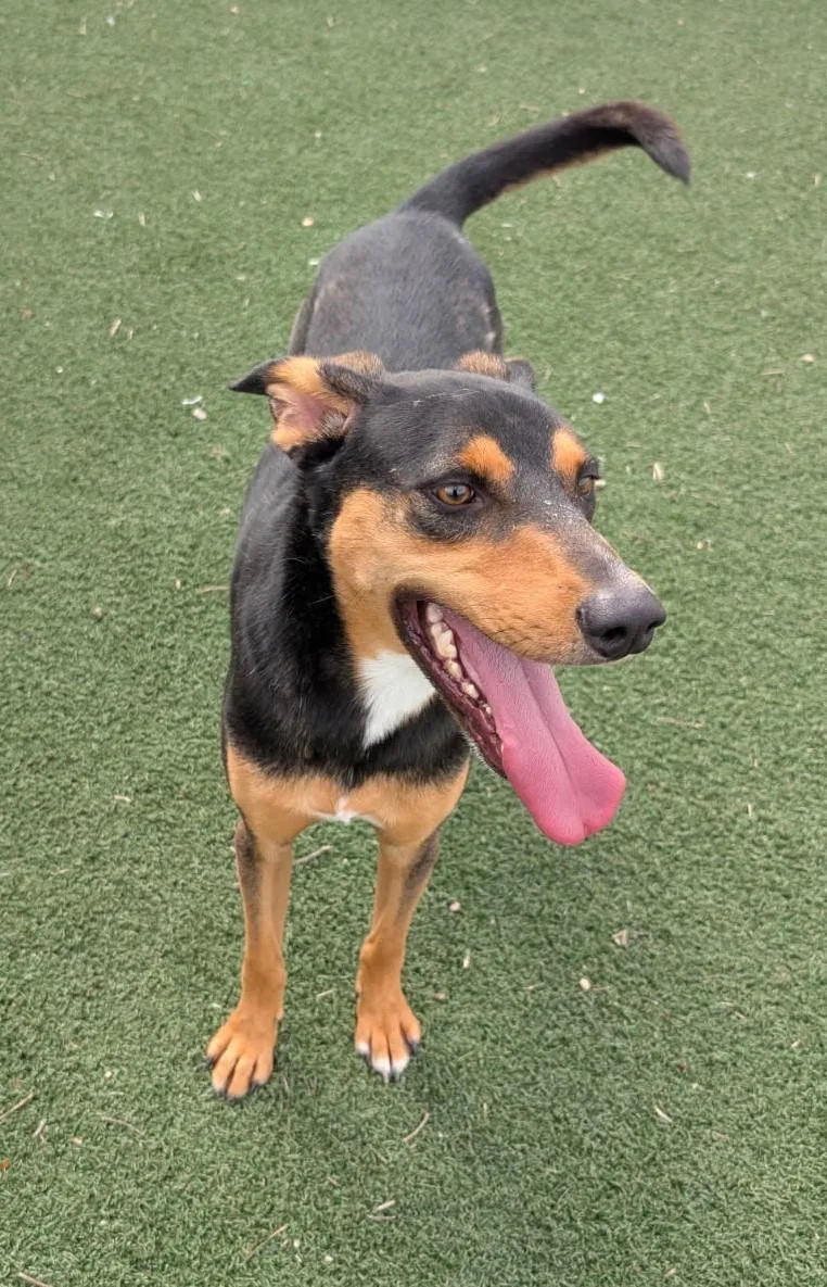 An adult large-sized male Black and Tan Coonhound dog named Wahoo for adoption in Benson, AZ