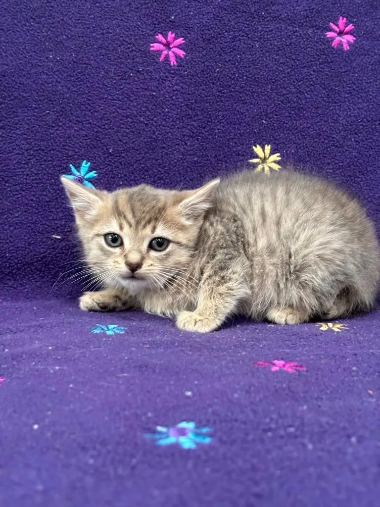 A baby small-sized female Domestic Short Hair cat named Lydia for adoption in Warrenton, NC