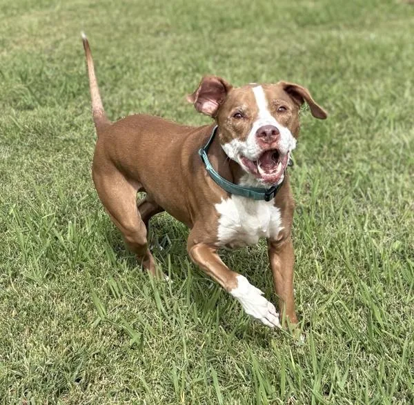 A senior large-sized male Pit Bull Terrier dog named Remmington for adoption in Virginia Beach, VA