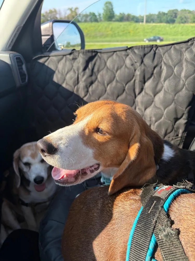 A young medium-sized male Beagle dog named Palmer for adoption in Plymouth, MN