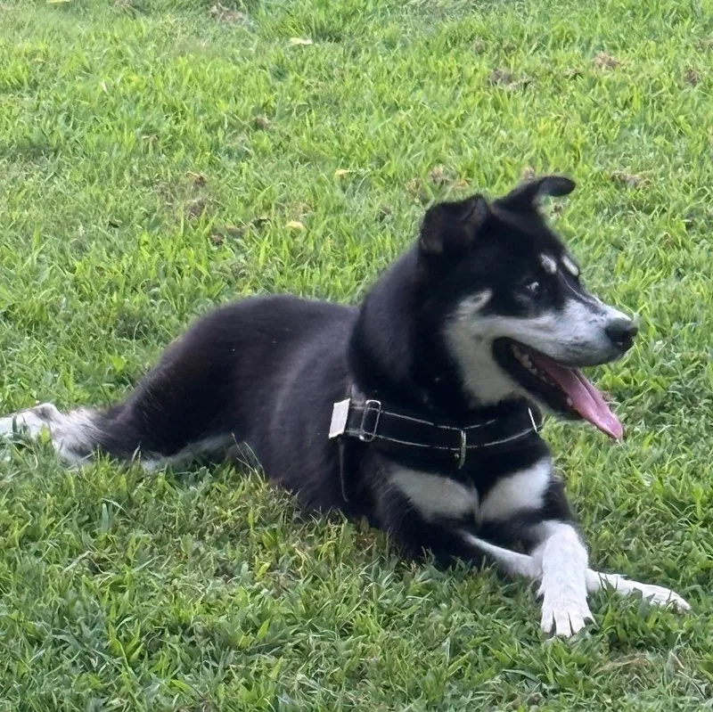 Bandit