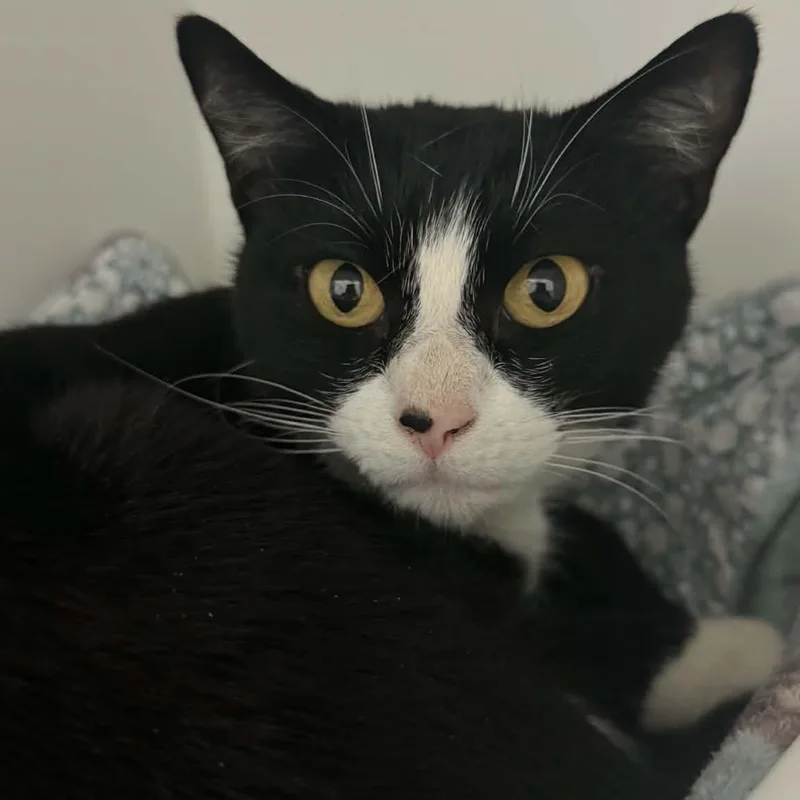 An adult medium-sized female American Shorthair cat named Mariah for adoption in Danbury, CT