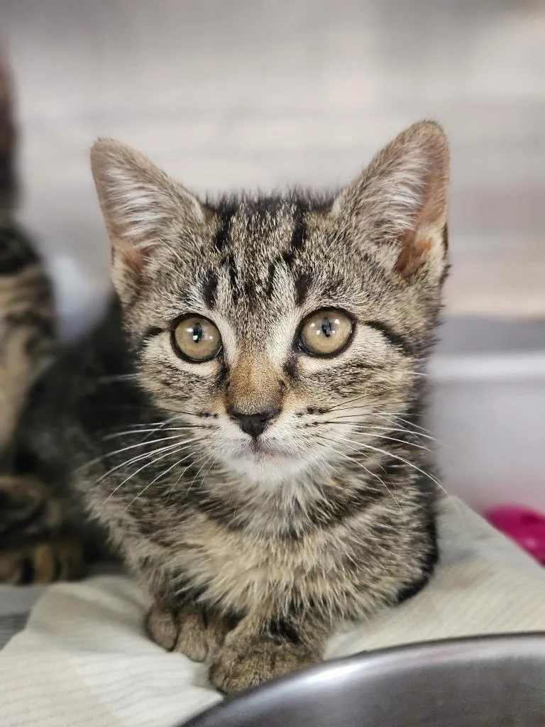 A baby medium-sized female Domestic Short Hair cat named Azira for adoption in Pomona, NY