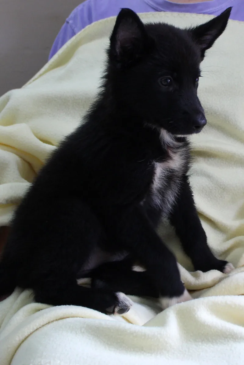 A baby large-sized male Shepherd dog named Iris for adoption in Prattville, AL