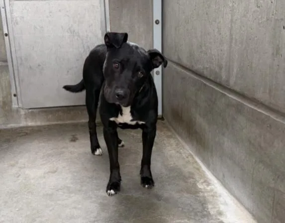 An adult large-sized male Labrador Retriever dog named Eddie for adoption in San Pedro, CA