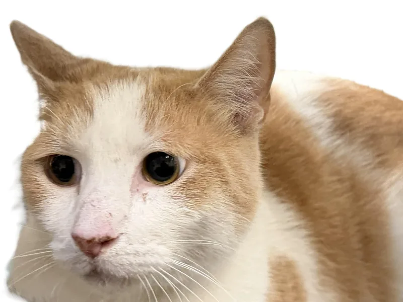 An adult large-sized male Domestic Short Hair cat named Malachi for adoption in Los Angeles, CA