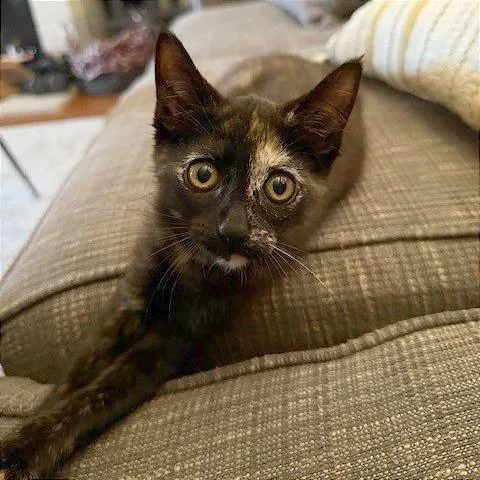 A baby small-sized female Tortoiseshell Domestic Short Hair cat named Roux for adoption in Pleasant Hill, CA