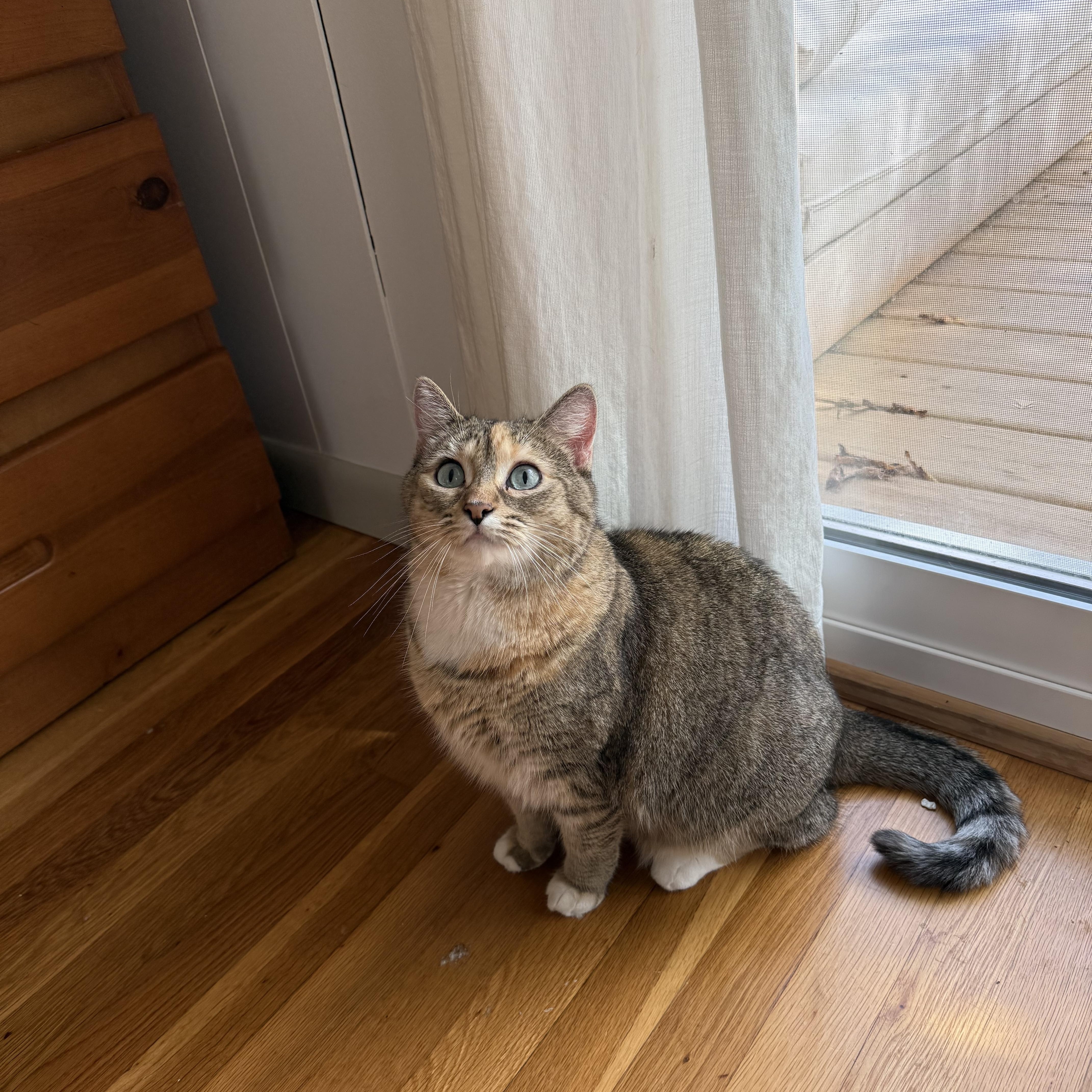 An adult large-sized female Torbie cat named Smudge for adoption in FITCHBURG, MA