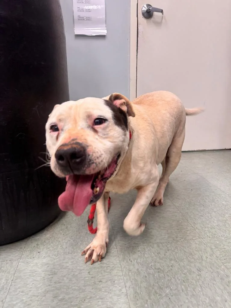 A senior medium-sized male Pit Bull Terrier dog named Sphynx for adoption in Danielsville, GA