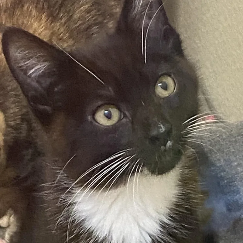 A young medium-sized male Black & White / Tuxedo Tuxedo cat named Stratego for adoption in Stanwood, WA