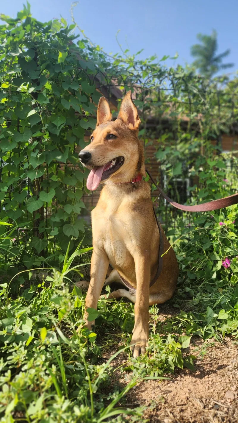 A young medium-sized male Brown / Chocolate Shepherd dog named Ryder for adoption in Payson, AZ