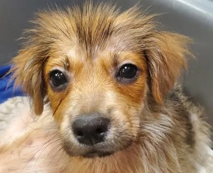 A young small-sized male Mixed Breed dog named Bumblebark for adoption in Kansas City, MO