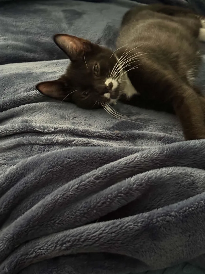 A baby medium-sized male Domestic Short Hair cat named Bogart for adoption in Westfield, MA