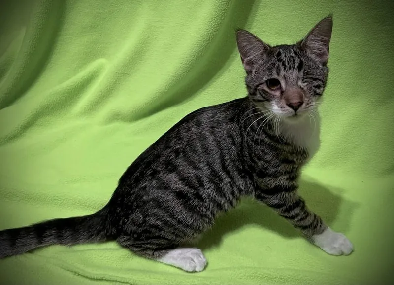 A baby medium-sized male Domestic Short Hair cat named Rygun for adoption in tucson, AZ