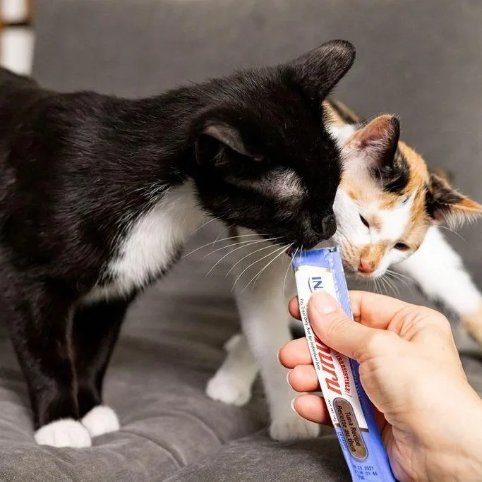 A baby medium-sized female Calico cat named Cookie for adoption in Chicago, IL