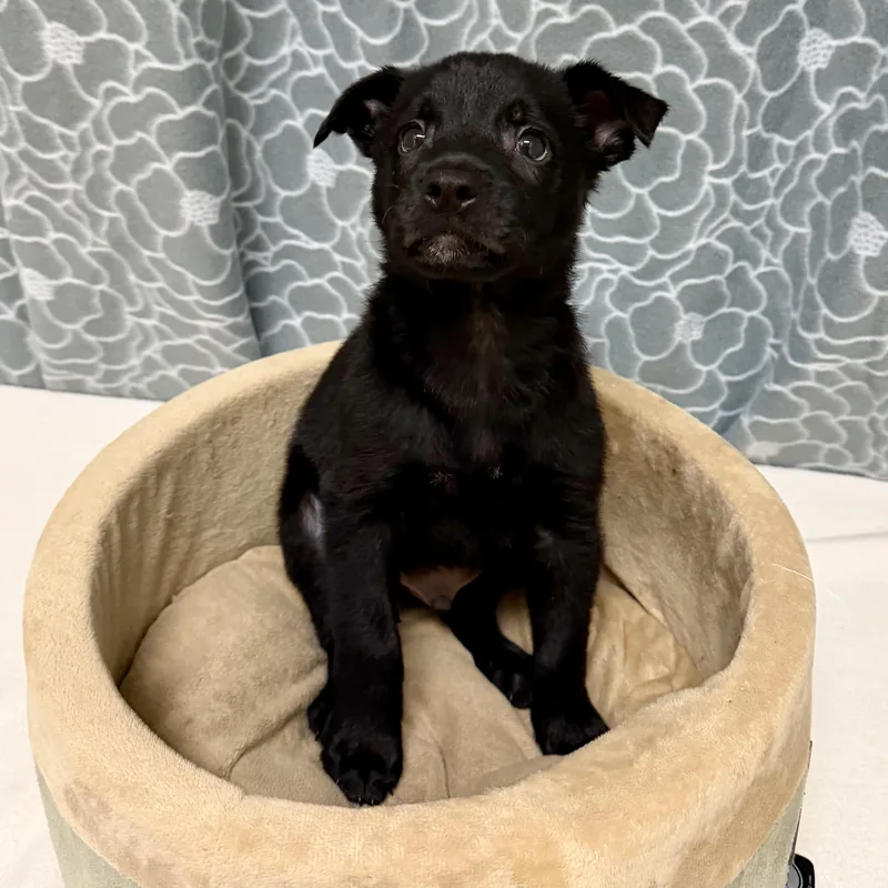 Maverick thumbnail 2