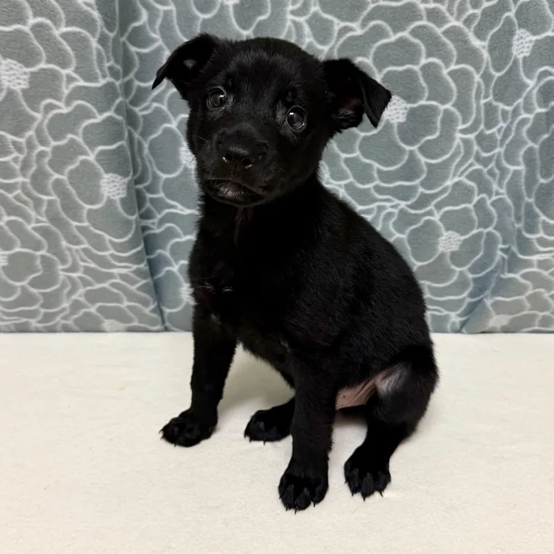 Maverick thumbnail 3