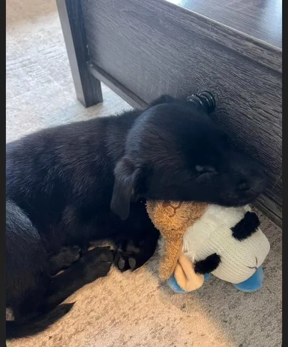 Maverick thumbnail 5