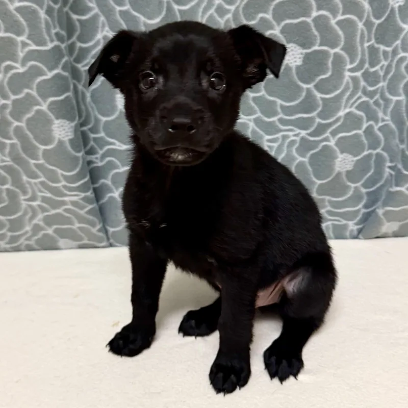 A baby medium-sized male Black Black Labrador Retriever dog named Maverick for adoption in Libertyville, IL