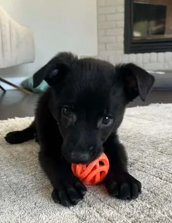 Maverick thumbnail 6