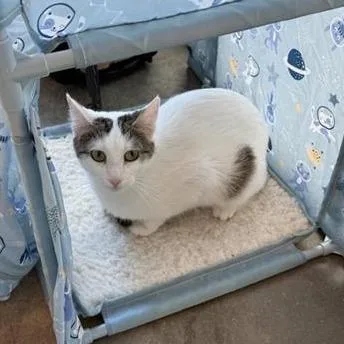 A young medium-sized female White Domestic Short Hair cat named Willow for adoption in Bentonville, AR