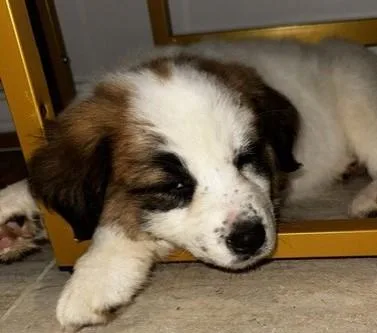 A baby medium-sized female White / Cream Australian Shepherd dog named Aurora for adoption in fort worth, TX