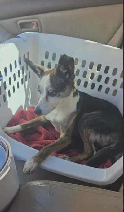 An adult small-sized female Chihuahua dog named Terra In La for adoption in Cranston, RI