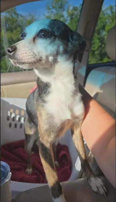 Terra In La thumbnail 2