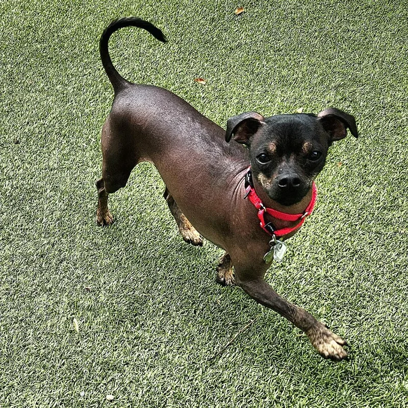 A young small-sized male Brown / Chocolate Xoloitzcuintli / Mexican Hairless dog named Paco for adoption in Falls Church, VA