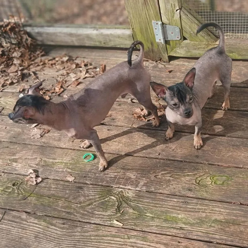 Paco thumbnail 2
