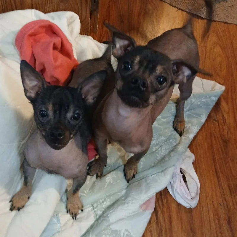 Paco thumbnail 6