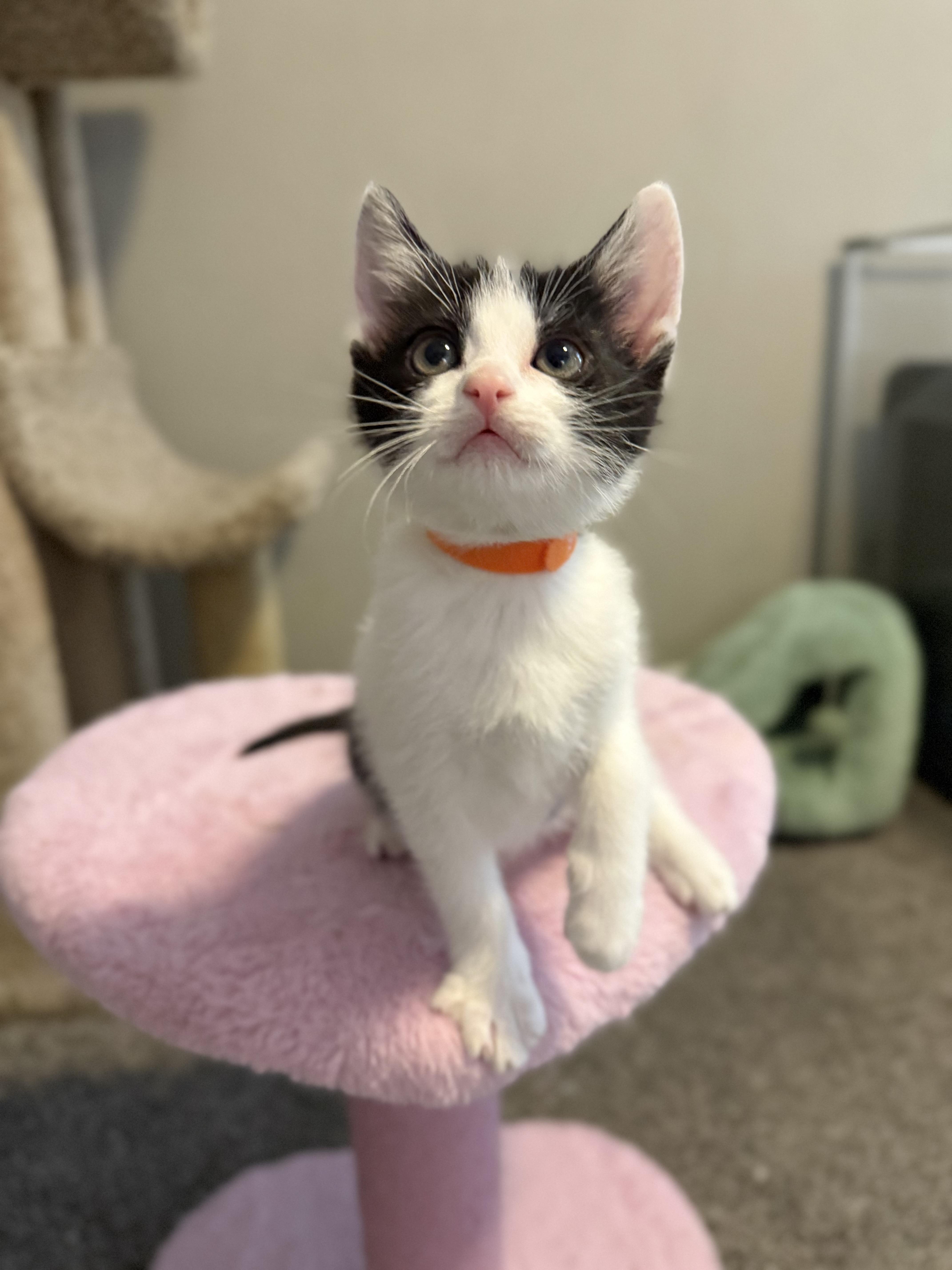 A baby medium-sized male White Domestic Short Hair cat named Peter Pan for adoption in Murfreesboro, TN