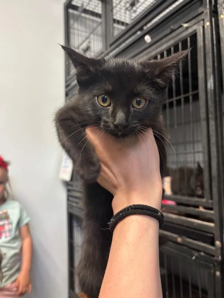 A baby medium-sized male Domestic Short Hair cat named Jeff for adoption in Algona, IA