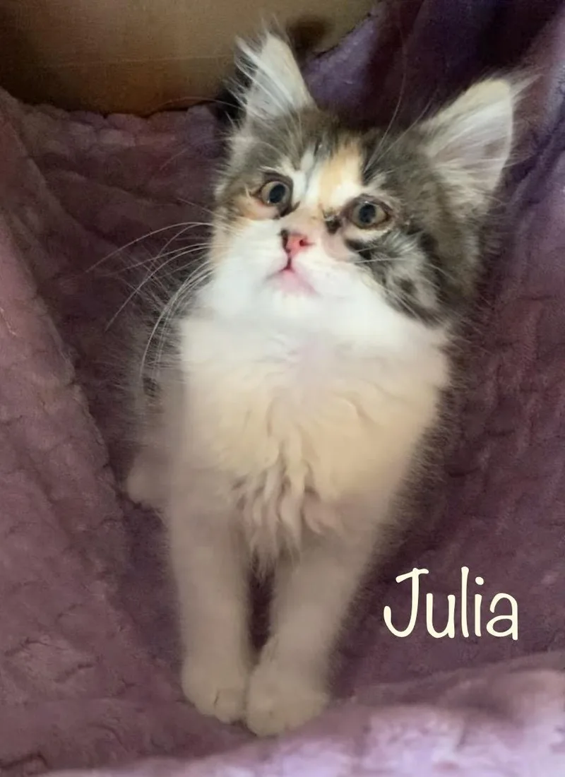 Julia thumbnail 2