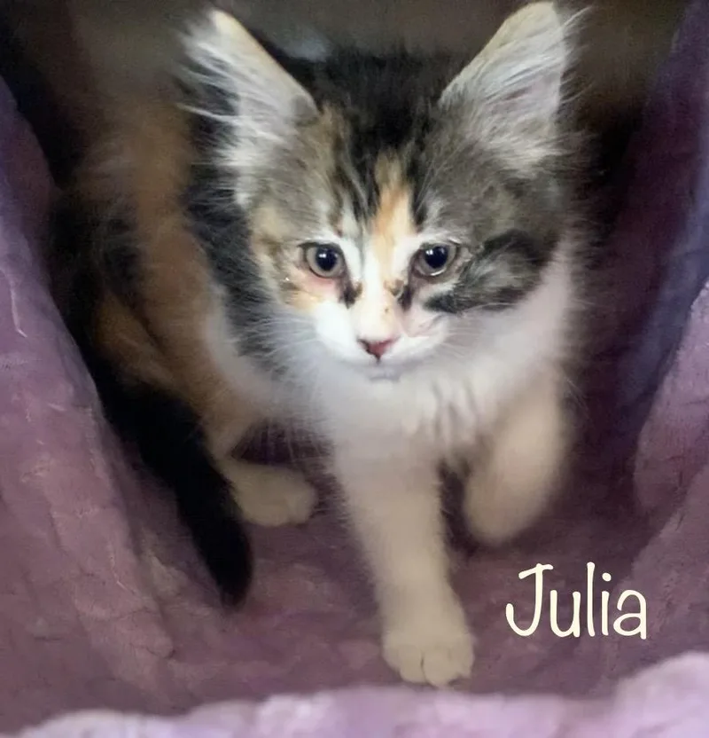 Julia thumbnail 3