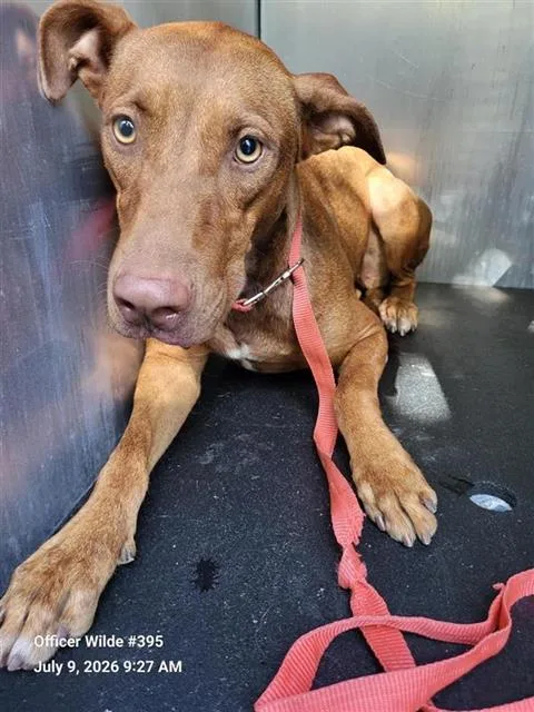A young medium-sized female Doberman Pinscher dog named Sissy for adoption in San Antonio, TX