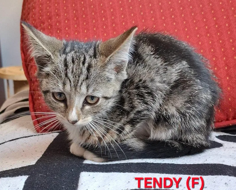 Tendy thumbnail 2