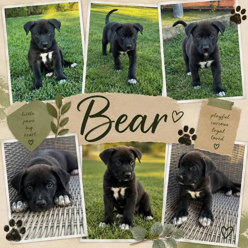 A baby small-sized male Black Border Collie dog named Bear for adoption in Sacramento, CA