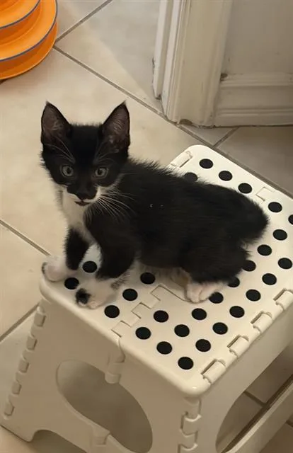 A baby medium-sized male Domestic Short Hair cat named Hank for adoption in Camarillo, CA