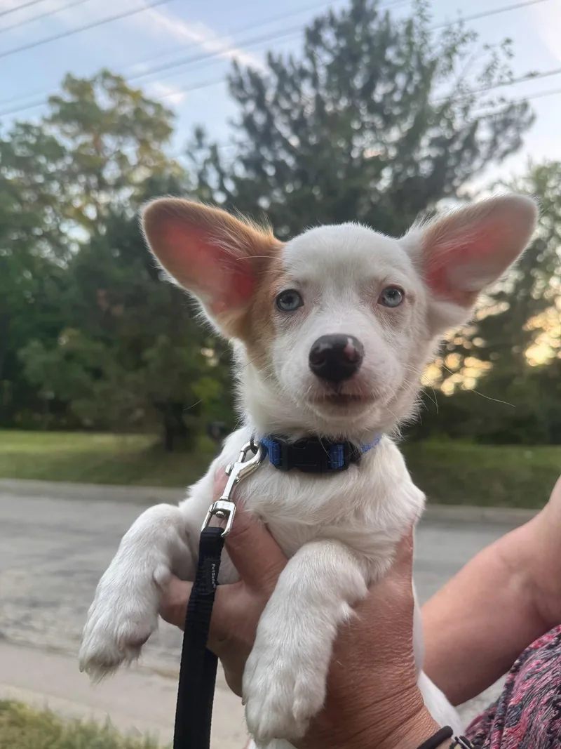 A baby small-sized male Chihuahua dog named Bubba for adoption in Mukwonago, WI