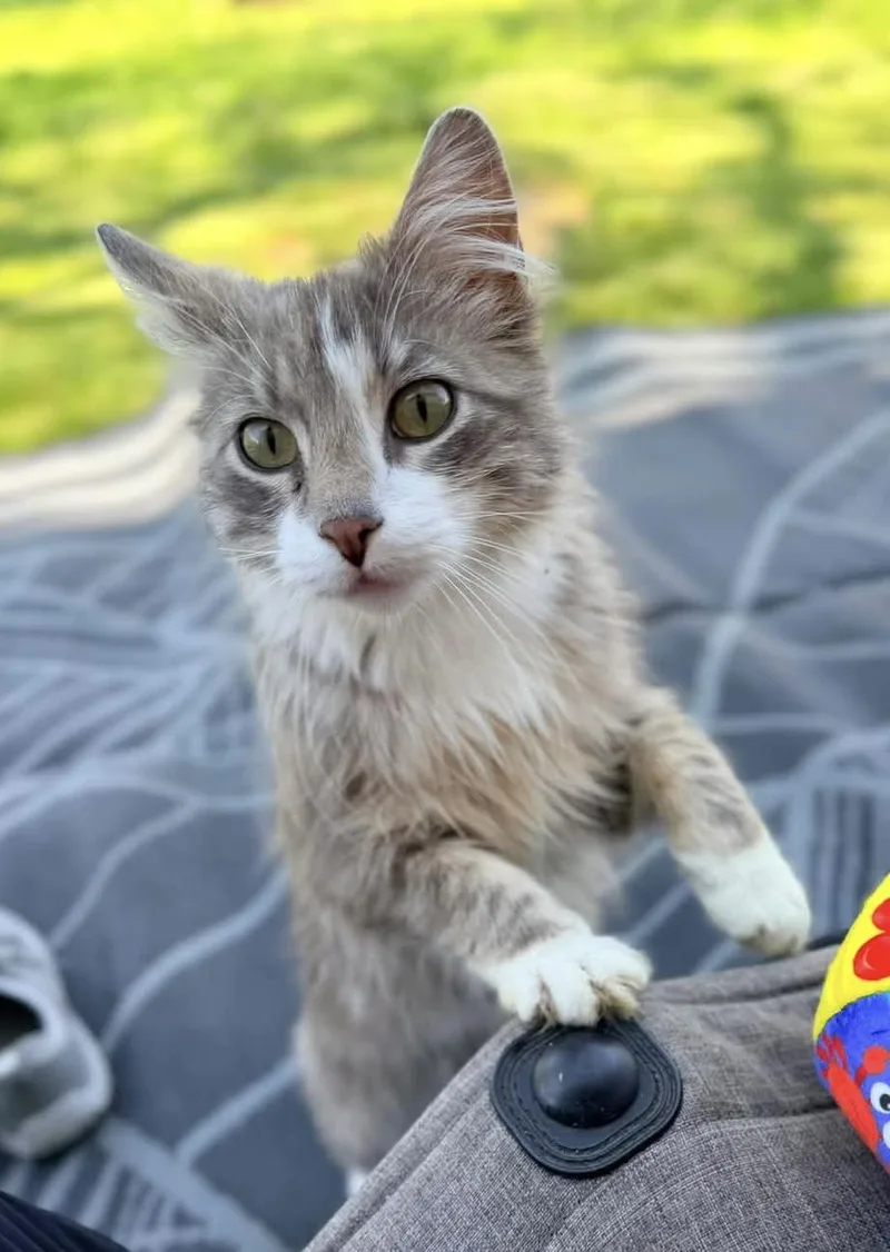 Phineas thumbnail 2