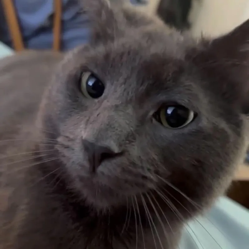 An adult medium-sized male Gray / Blue / Silver Domestic Short Hair cat named Chico for adoption in Newark, DE