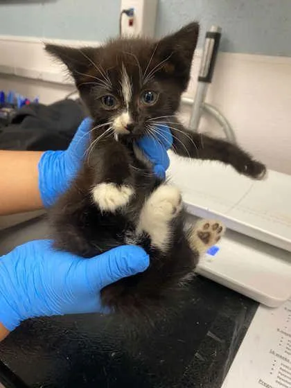 A baby small-sized male Domestic Short Hair cat named Will Turner for adoption in Gastonia, NC