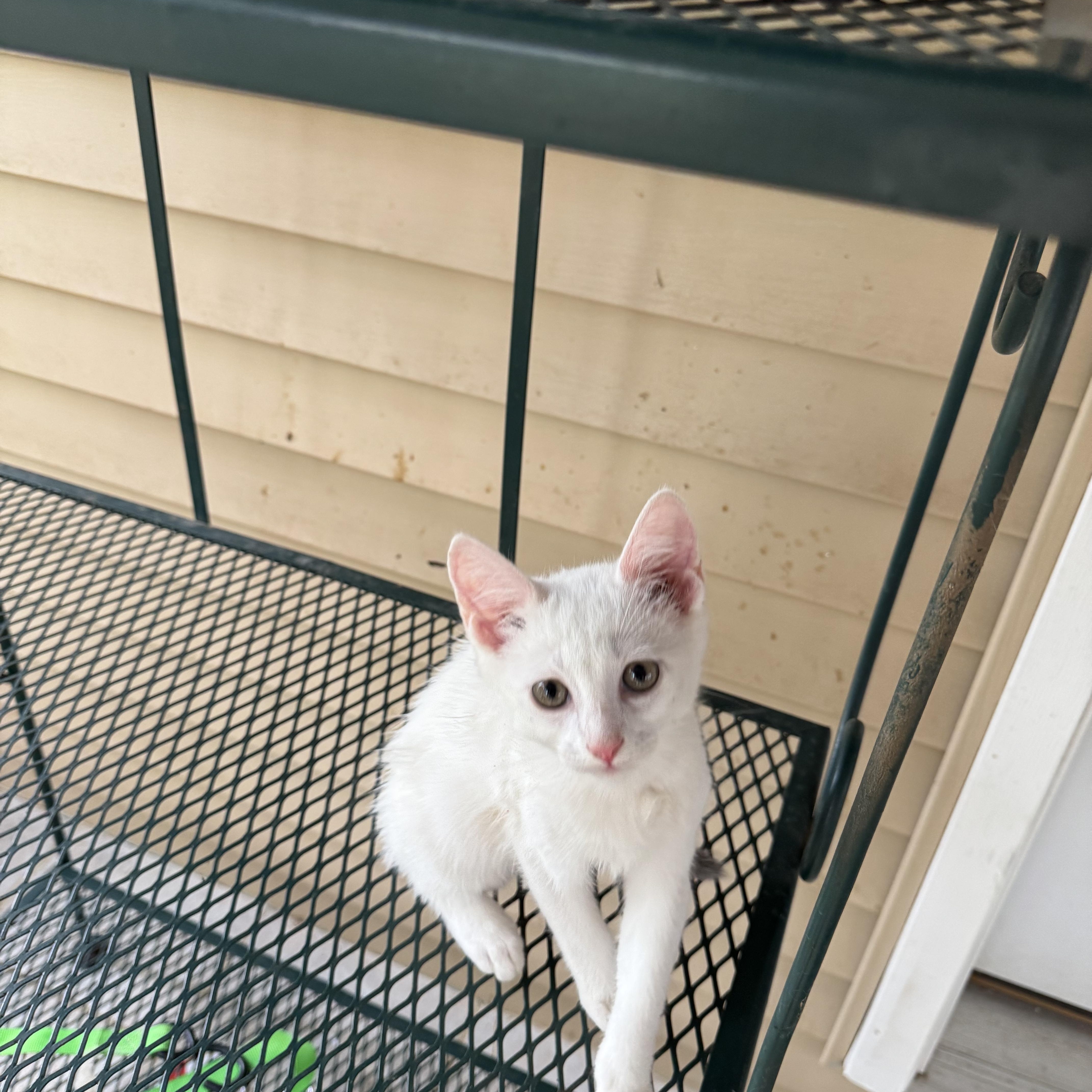 A baby medium-sized male American Shorthair cat named Calder for adoption in Greeneville, TN