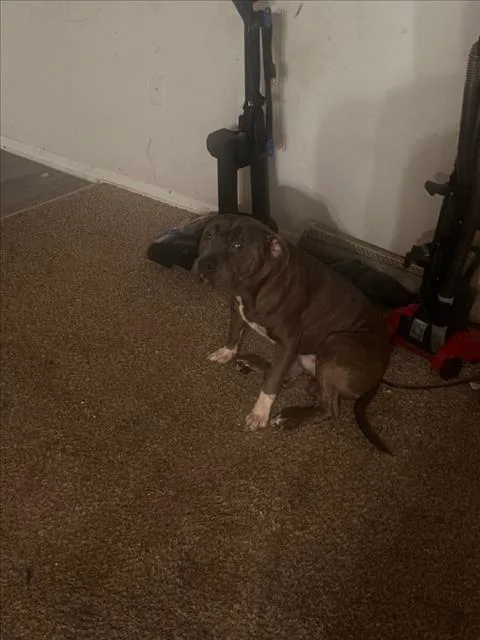 Ox